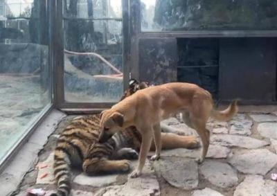动物园回应“虎朋狗友”同处一室：一起长大的朋友，以后会分开