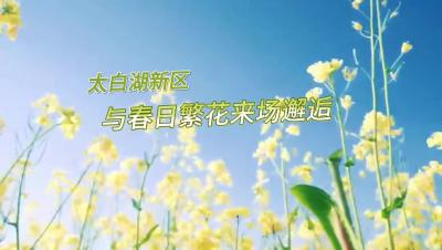 更济宁丨太白湖新区：与春日繁花来场邂逅