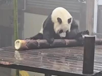 大熊猫吃笋整出了扛炮筒的架势 网友：一根管饱！