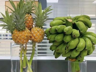 “我在工位种香蕉”：日销8万斤，这届打工人在养一种很新的上班搭子